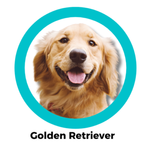 สุนัขโกลเด้นรีทรีฟเวอร์ Golden Retriever