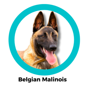 เบลเยี่ยม มาลินอยส์ Belgian Malinois