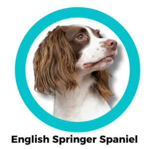 อิงลิช สปริงเกอร์ สแปเนียล English Springer Spaniel