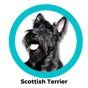 Scottish Terrier สก๊อตติช เทอร์เรีย