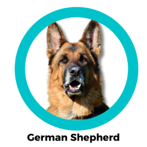 สุนัขเยอรมันเชฟเฟิร์ด German Shepherd