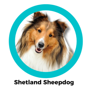 สุนัขเชทแลนด์ ชีพด็อก Shetland Sheepdog