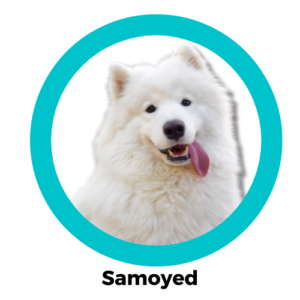 Samoyed ซามอยด์