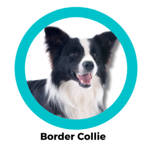 สุนัขบอร์เดอร์ คอลลี่ Border Collie