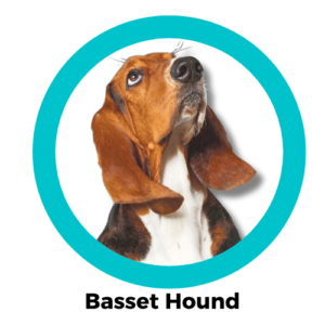 บาสเซต ฮาวนด์ Basset Hound 