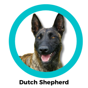 สุนัขดัตช์เชฟเฟิร์ต Dutch Shepherd