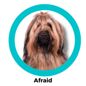 สุนัขอะแฟร์ด Afaird Dog