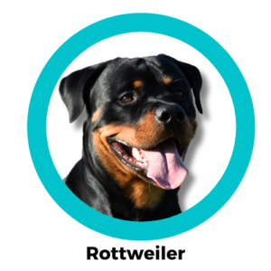 สุนัขร็อตไวเลอร์ Rottweiler