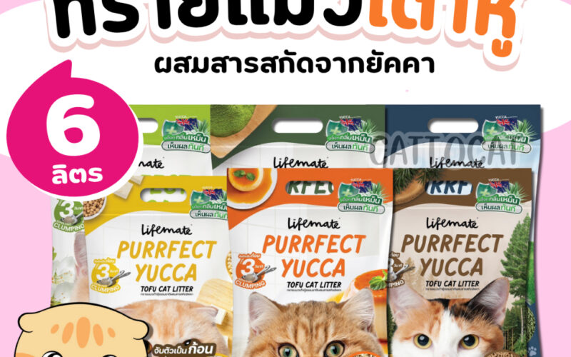 ทรายแมวเต้าหู้ยี่ห้อไหนดี เทียบจากก้อน กลิ่น ฝุ่น และต้นทุนจริง