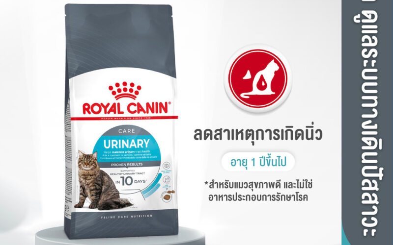 อาหารแมวสูตรดูแลทางเดินปัสสาวะ เลือกอย่างไรให้ตรงกับน้อง