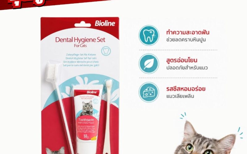 ชุดแปรงฟันแมวรุ่นไหนดี เลือก 4 แบบพร้อมบันไดฝึกทีละขั้น