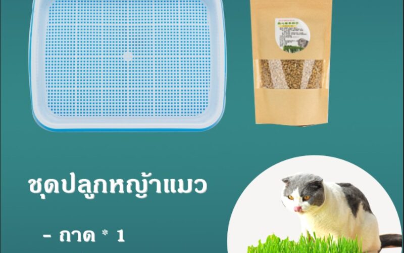 ชุดปลูกหญ้าแมวรุ่นไหนดี เลือกจากปฏิทินถาดเขียว 14 วัน