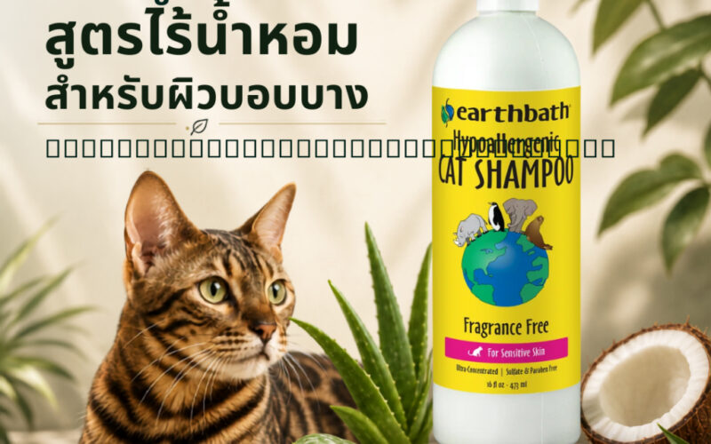 แชมพูแมวยี่ห้อไหนดี เลือกตามผิว วัย และวิธีอาบ