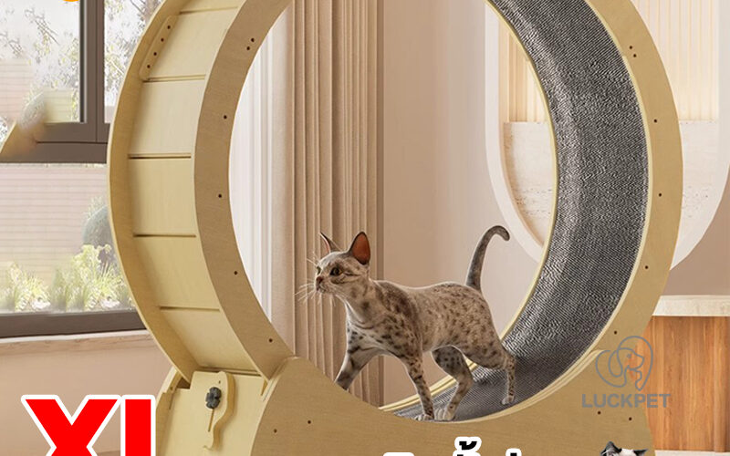 ลู่วิ่งแมว Cat Wheel รุ่นไหนดี วัดตัวแมวและพื้นที่ก่อนเลือก