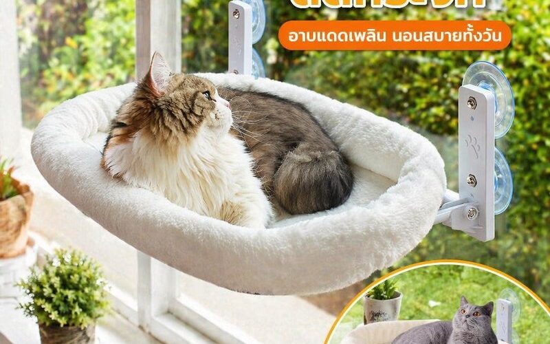 เปลติดกระจกสำหรับแมวรุ่นไหนดี เลือกให้พอดีทั้งแมวและหน้าต่าง